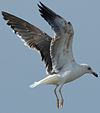 juvenile LBBG in October, ringed in Norway. (131273 bytes)