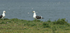 adult graellsii in May, ringed in the Netherlands. (72722 bytes)