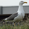juvenile LBBG in October, ringed in Norway. (131273 bytes)