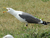 adult graellsii in May, ringed in the Netherlands. (72722 bytes)