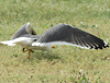 juvenile LBBG in October, ringed in Norway. (131273 bytes)