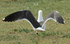adult graellsii in May, ringed in the Netherlands. (72722 bytes)