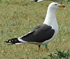 adult graellsii in May, ringed in the Netherlands. (72722 bytes)