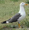 adult graellsii in May, ringed in the Netherlands. (72722 bytes)