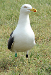 adult graellsii in May, ringed in the Netherlands. (72722 bytes)