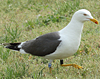 adult graellsii in May, ringed in the Netherlands. (72722 bytes)