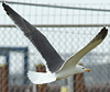 adult graellsii in May, ringed in the Netherlands. (72722 bytes)