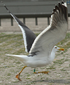 adult graellsii in May, ringed in the Netherlands. (72722 bytes)