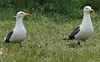 juvenile LBBG in October, ringed in Norway. (131273 bytes)