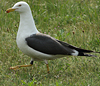 juvenile LBBG in October, ringed in Norway. (131273 bytes)