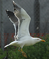 juvenile LBBG in October, ringed in Norway. (131273 bytes)