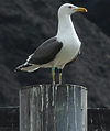 adult graellsii in May, ringed in the Netherlands. (72722 bytes)