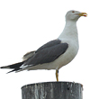 juvenile LBBG in October, ringed in Norway. (131273 bytes)