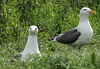 adult graellsii in May, ringed in the Netherlands. (72722 bytes)