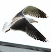 adult graellsii in May, ringed in the Netherlands. (72722 bytes)