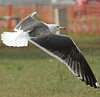 juvenile LBBG in October, ringed in Norway. (131273 bytes)