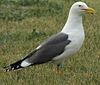 adult graellsii in May, ringed in the Netherlands. (72722 bytes)
