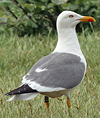 juvenile LBBG in October, ringed in Norway. (131273 bytes)