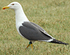 adult graellsii in May, ringed in the Netherlands. (72722 bytes)