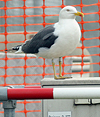 juvenile LBBG in October, ringed in Norway. (131273 bytes)
