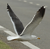 adult graellsii in May, ringed in the Netherlands. (72722 bytes)