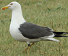 adult graellsii in May, ringed in the Netherlands. (72722 bytes)