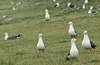 adult graellsii in May, ringed in the Netherlands. (72722 bytes)