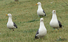adult graellsii in May, ringed in the Netherlands. (72722 bytes)