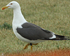 adult graellsii in May, ringed in the Netherlands. (72722 bytes)