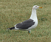 adult graellsii in May, ringed in the Netherlands. (72722 bytes)
