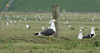 adult graellsii in May, ringed in the Netherlands. (72722 bytes)