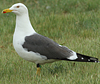 adult graellsii in May, ringed in the Netherlands. (72722 bytes)