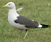 adult graellsii in May, ringed in the Netherlands. (72722 bytes)