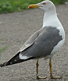 adult graellsii in May, ringed in the Netherlands. (72722 bytes)