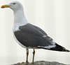 juvenile LBBG in October, ringed in Norway. (131273 bytes)