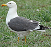 juvenile LBBG in October, ringed in Norway. (131273 bytes)