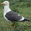 juvenile LBBG in October, ringed in Norway. (131273 bytes)