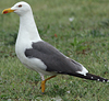 juvenile LBBG in October, ringed in Norway. (131273 bytes)