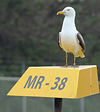 adult graellsii in May, ringed in the Netherlands. (72722 bytes)