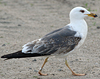 adult graellsii in May, ringed in the Netherlands. (72722 bytes)