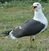 juvenile LBBG in October, ringed in Norway. (131273 bytes)