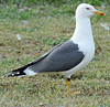 juvenile LBBG in October, ringed in Norway. (131273 bytes)