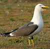 adult graellsii in May, ringed in the Netherlands. (72722 bytes)