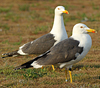 juvenile LBBG in October, ringed in Norway. (131273 bytes)