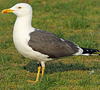 juvenile LBBG in October, ringed in Norway. (131273 bytes)