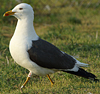 juvenile LBBG in October, ringed in Norway. (131273 bytes)
