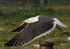 adult graellsii in May, ringed in the Netherlands. (72722 bytes)