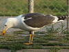 juvenile LBBG in October, ringed in Norway. (131273 bytes)