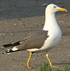 juvenile LBBG in October, ringed in Norway. (131273 bytes)