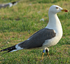 adult graellsii in May, ringed in the Netherlands. (72722 bytes)